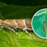 ইউক্রেনে একটি নতুন কীটপতঙ্গের আক্রমণ রয়েছে: ফসলের 80% ঝুঁকিতে রয়েছে,