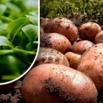 পৃথিবী ফ্লাফের মতো হবে: মালী আলু কাটার পরে কী বপন করতে হবে তা বলেছিল পৃথিবী ফ্লাফের মতো হবে: মালী আলু কাটার পরে কী বপন