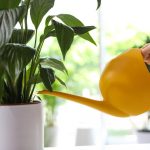 শান্তি লিলি হলুদ হওয়া বন্ধ করবে এবং মাত্র কয়েক ঘন্টার