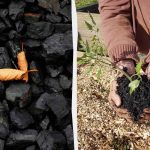 বাগানে কাঠকয়লা ব্যবহার করার 4টি আশ্চর্যজনক উপায়
