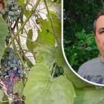 একটি ভাল ফসলের জন্য একটি সহজ কৌশল: মালী আঙ্গুরের প্রধান শত্রু প্রকাশ করেছে একটি ভাল ফসলের জন্য একটি সহজ কৌশল: মালী আঙ্গুরের প্রধান