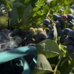 ব্লুবেরি যে কোনও তুষারপাত সহ্য করবে: মালী শরতের প্রধান যত্নের