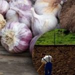 শীতের রসুন এটি পছন্দ করে না: একজন মালী শীতের জন্য