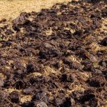 ফসলটি দ্বিগুণ বড় হবে: অভিজ্ঞ উদ্যানপালকরা শরত্কালে কী ধরণের সার