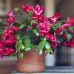 কীভাবে ক্রিসমাস ট্রি বাড়ানো যায়: উদ্যানপালকরা 3 টি সহজ উপায়